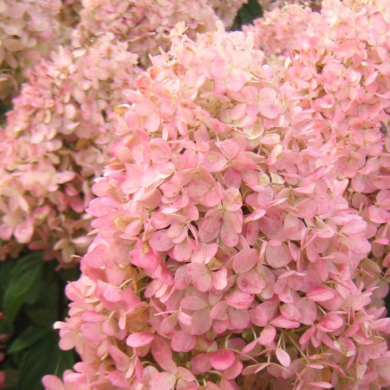 Hortensia paniculata Magical® Sweet Summer 'Bokrathirteen', Hydrangea paniculata