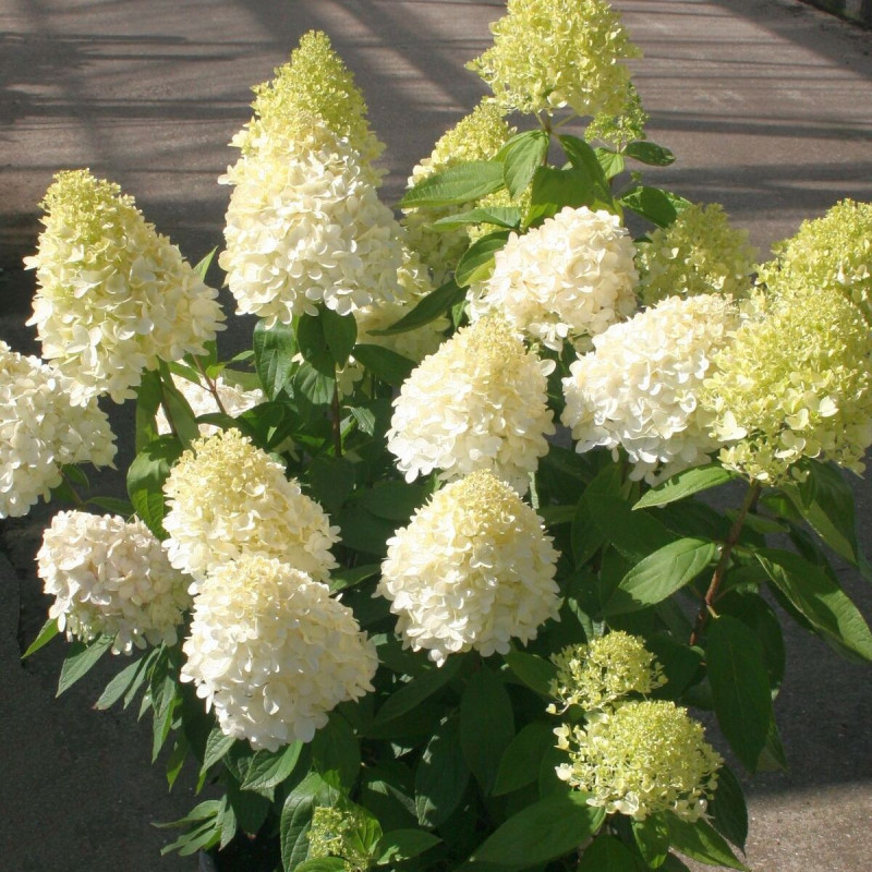 Hortensia paniculata Magical® Sweet Summer 'Bokrathirteen', Hydrangea paniculata