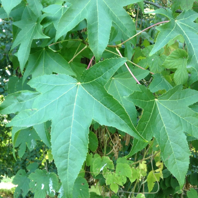 Copalme d'Amérique Worplesdon, Liquidambar
