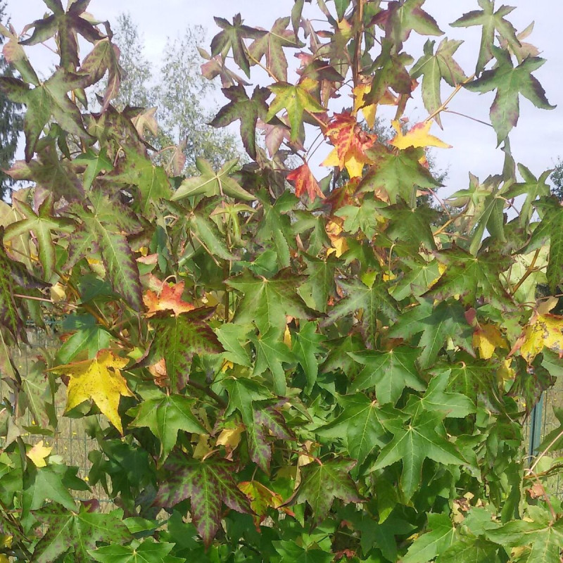 Copalme d'Amérique Worplesdon, Liquidambar