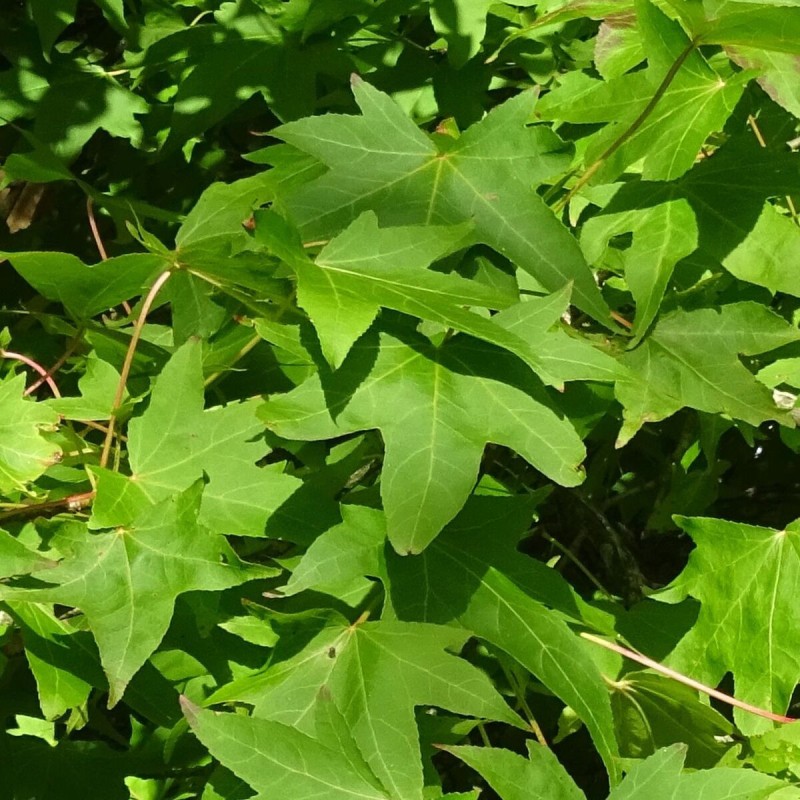 Copalme d'Amérique Worplesdon, Liquidambar