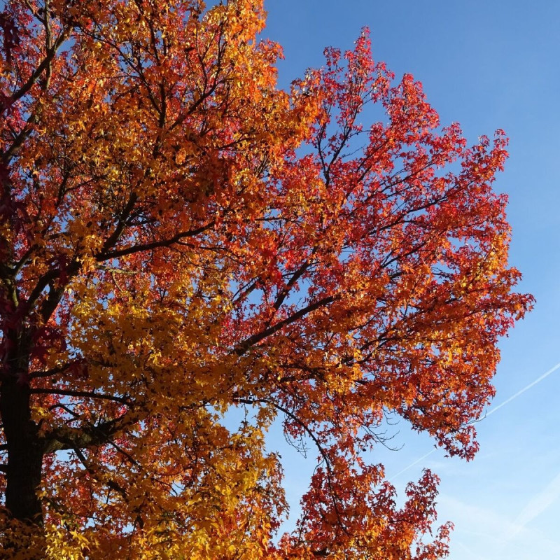 Copalme d'Amérique Worplesdon, Liquidambar