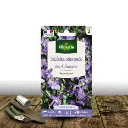 Vilmorin Graines De Haricot Violet Sans Fil VELOUR Très Fin - Sachet De 5 Mètres - Variété Savoureuse Et Facile à Cultiver