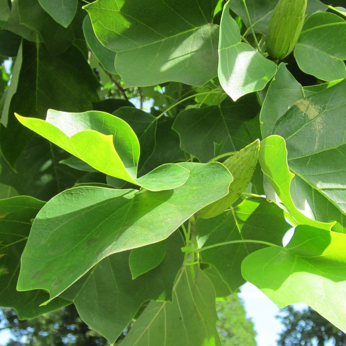 Tulipier de Virginie fastigié, Liriodendron