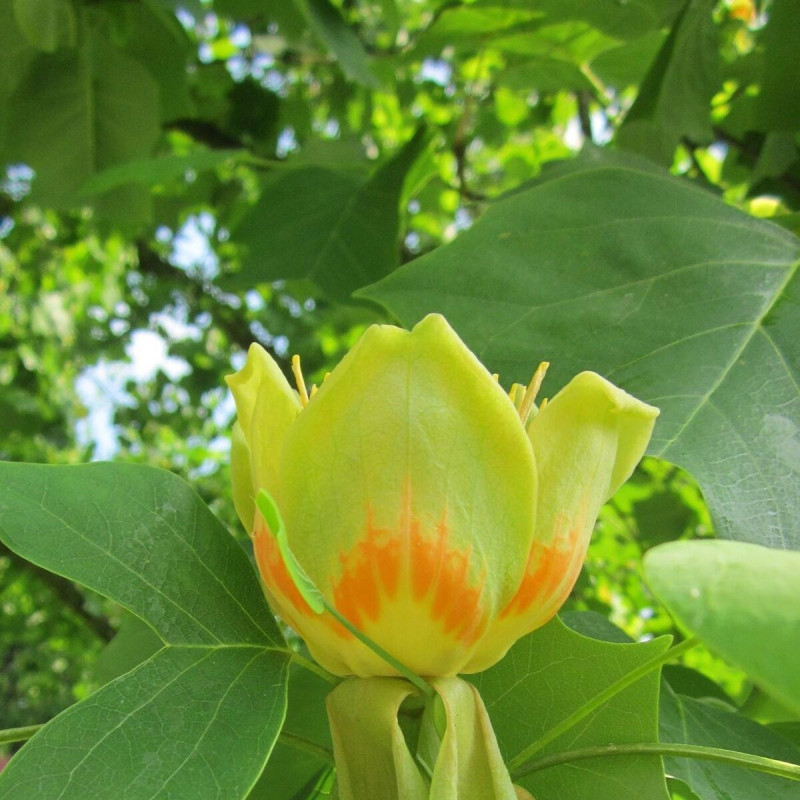Tulipier de Virginie fastigié, Liriodendron