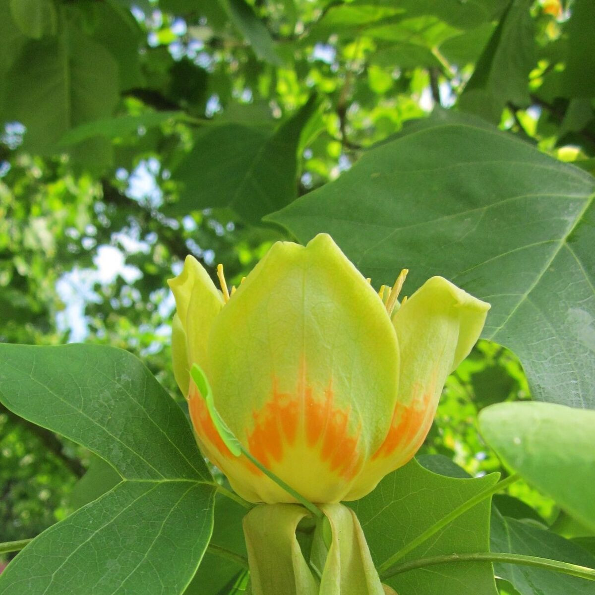 Tulipier de Virginie fastigié, Liriodendron