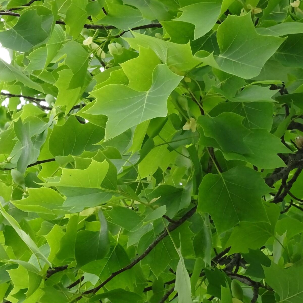 Tulipier de Virginie fastigié, Liriodendron