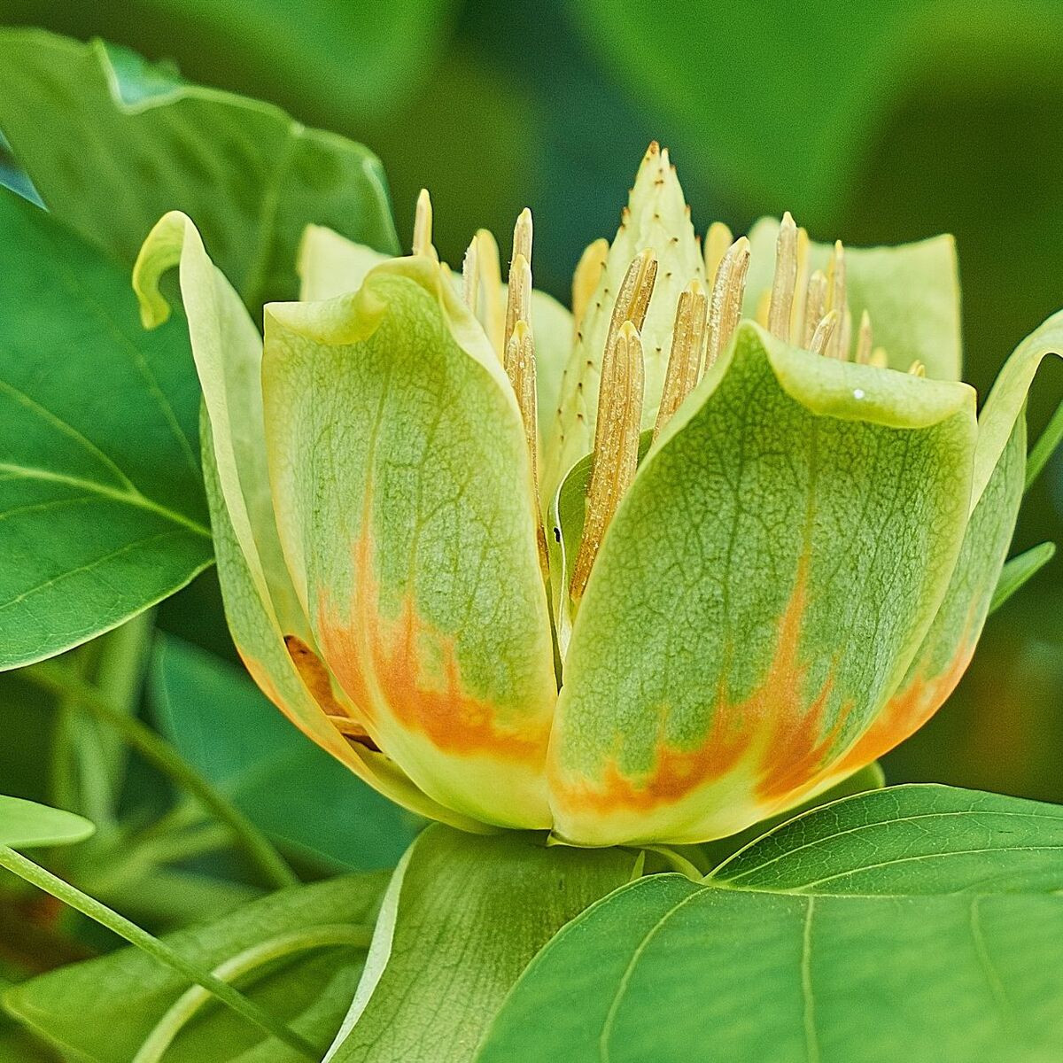 Tulipier de Virginie fastigié, Liriodendron