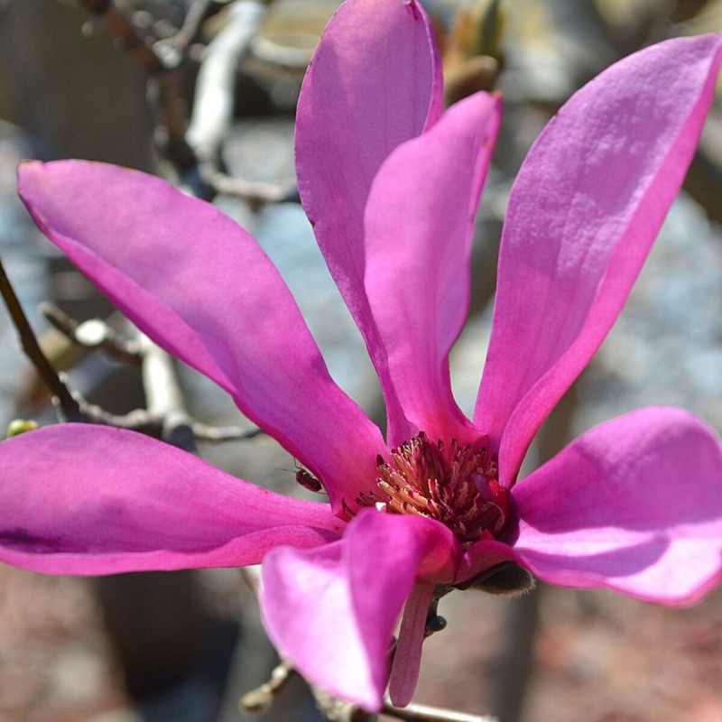Magnolia Leonard Messel