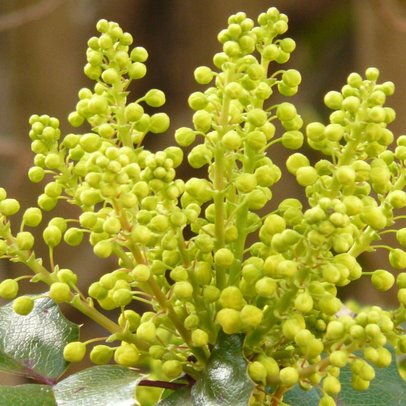 Mahonia Winter Sun