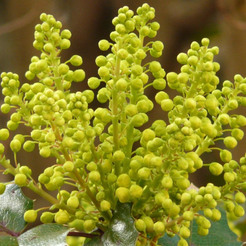 Mahonia Winter Sun