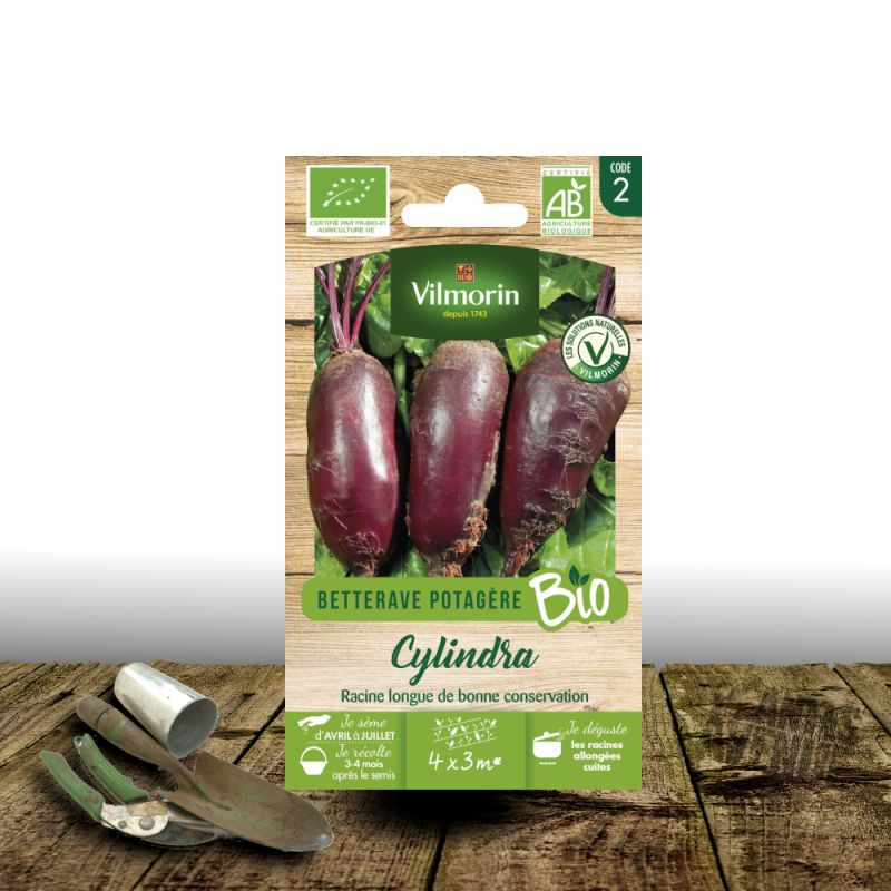 Graines de betterave Cylindra - Sans traitement - Vilmorin