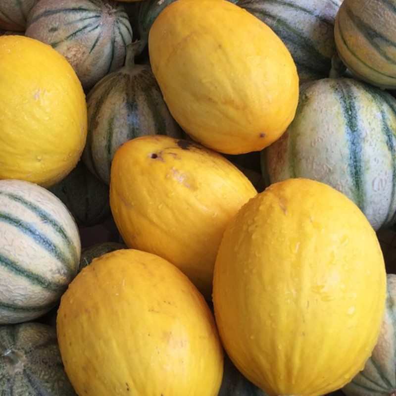 Graines de Melon Jaune canari 3 - Vilmorin