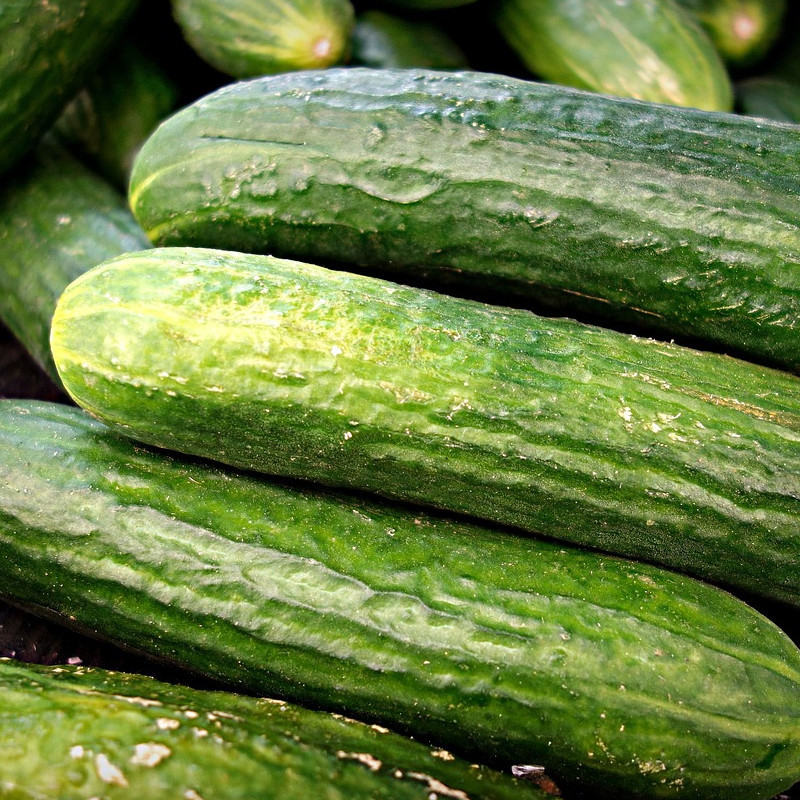Graines de Concombre Murat HF1 - Vilmorin