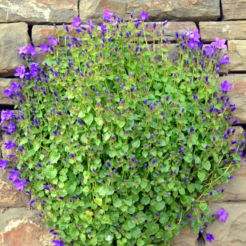 Campanule des murailles, Campanule des murs