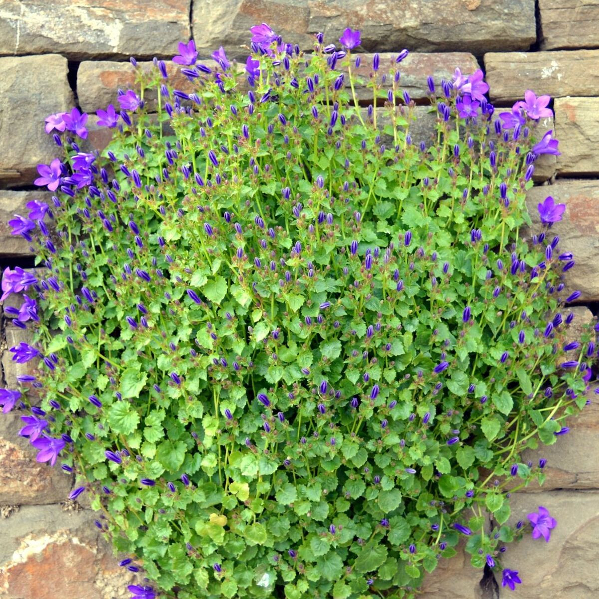 Campanule des murailles, Campanule des murs