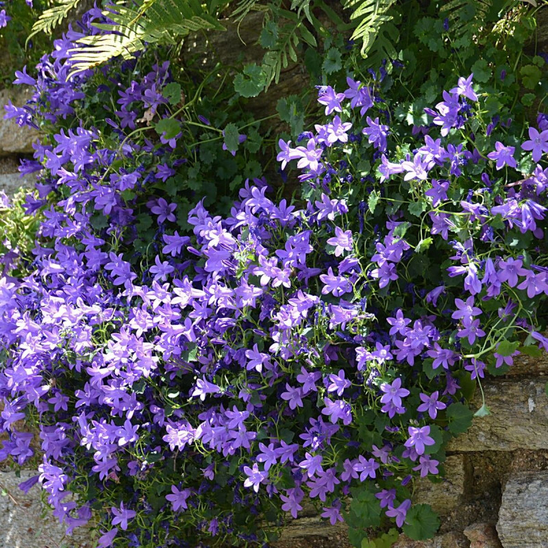 Campanule des murailles, Campanule des murs