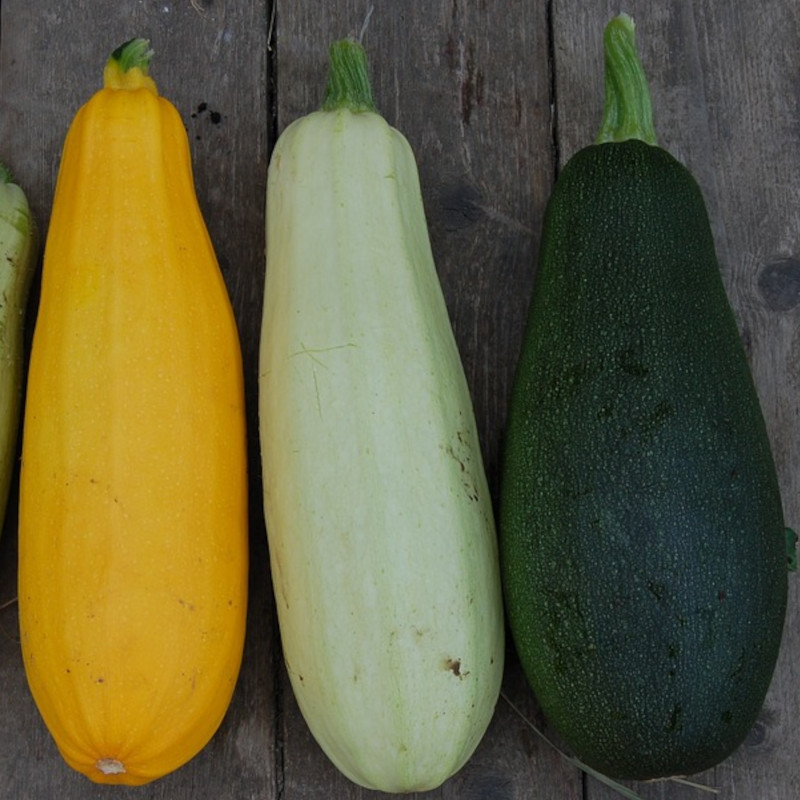 Graines de Courgette Mélange de couleur HF1 - Vilmorin
