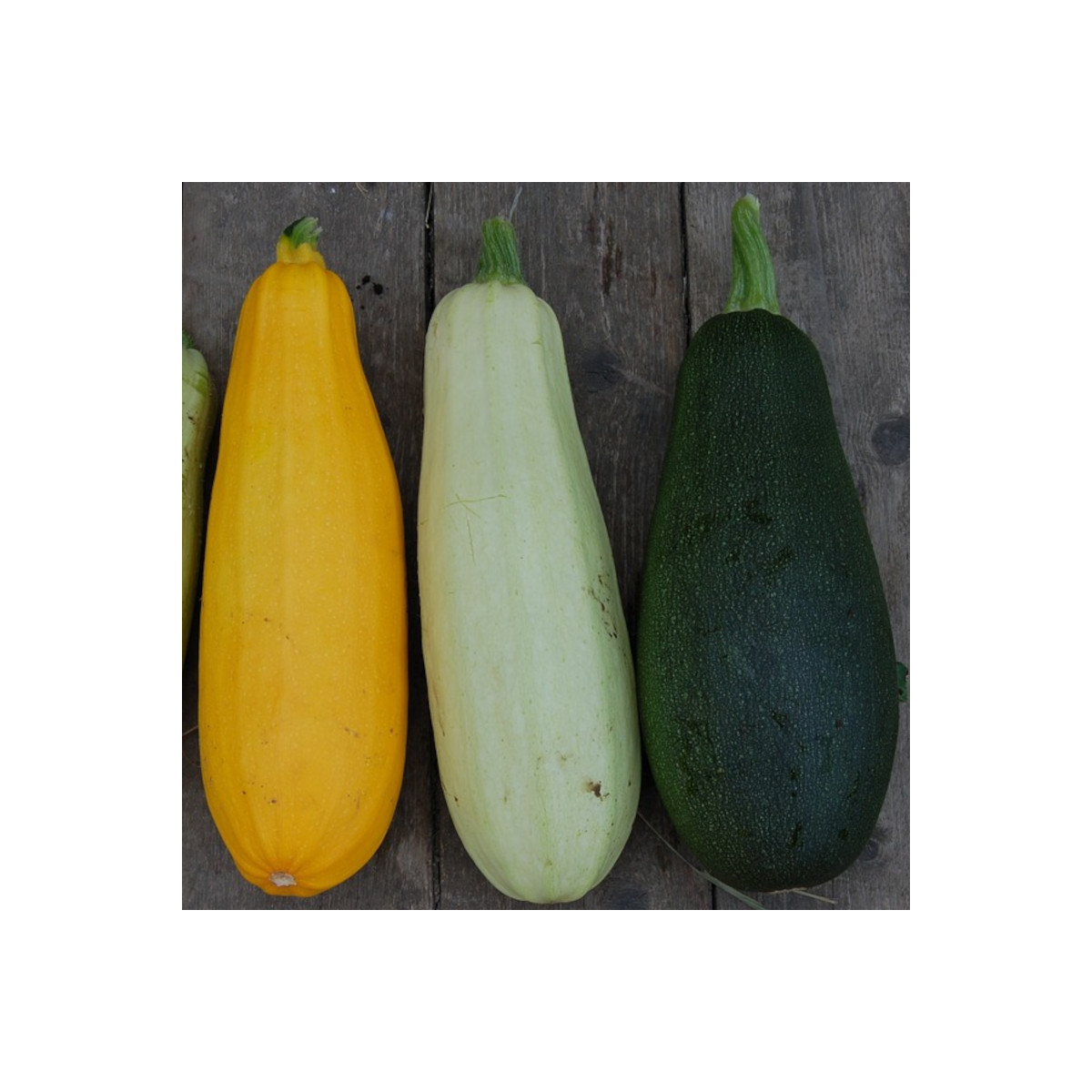 Graines de Courgette Mélange de couleur HF1 - Vilmorin Graines de Courgette Mélange de couleur HF1 - Vilmorin