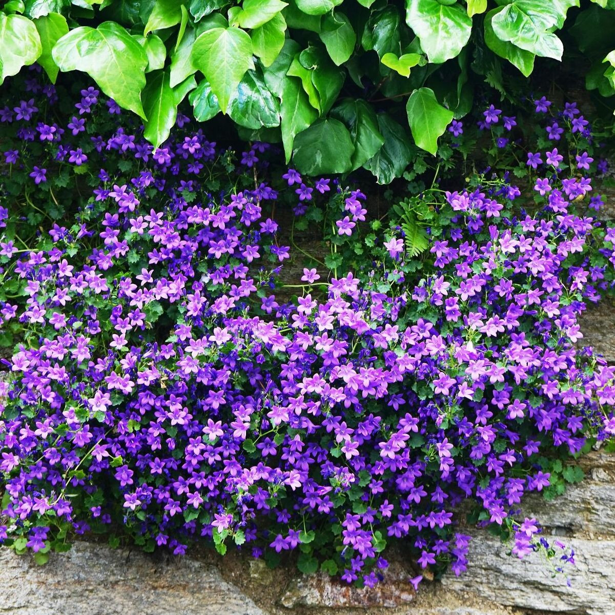 Campanule des murailles, Campanule des murs
