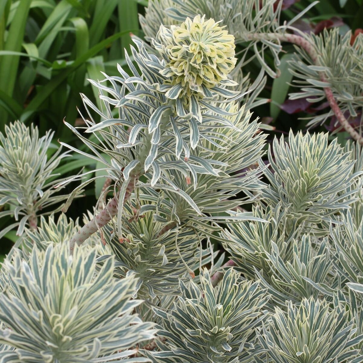 Euphorbe des garrigues characias  Silver Swan