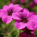 Géranium vivace Splendens