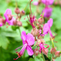 Géranium vivace macrorrhizum
