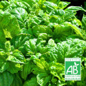 Graines de Basilic Géant monstrueux Mammouth Bio