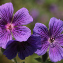 Géranium vivace Rosemoor