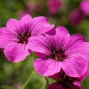 Géranium vivace psilostemon