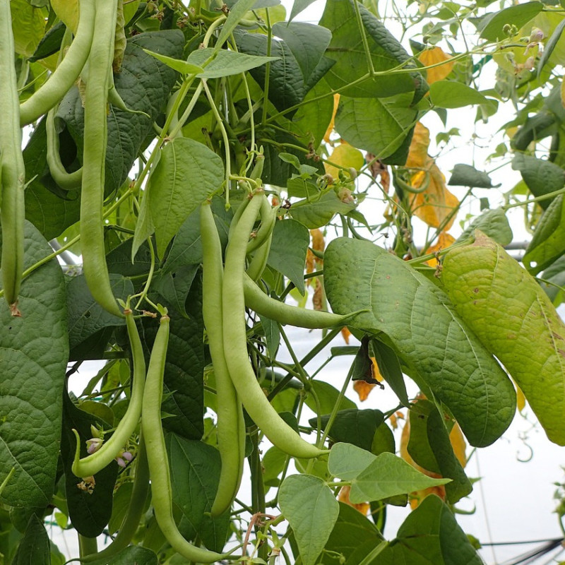 Graines de Haricot Nain vert sans fil Oxinel 2 - Sans traitement - Vilmorin