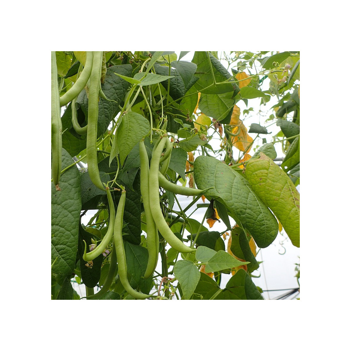 Graines de Haricot Nain vert sans fil Oxinel 2 - Sans traitement - Vilmorin Graines de Haricot Nain vert sans fil Oxinel 2 - Sans traitement - Vilmorin