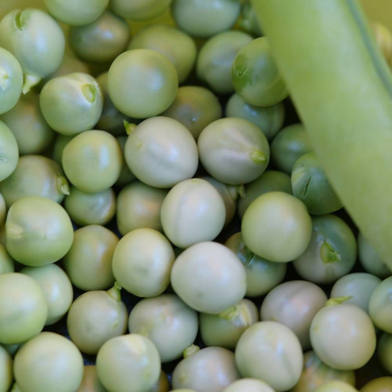 Graines de Pois Nain grain rond Petit Provençal - Vilmorin