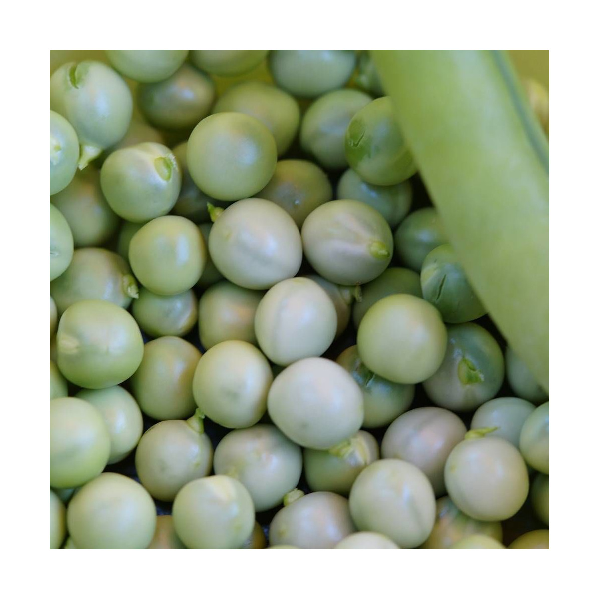 Graines de Pois Nain grain rond Petit Provençal