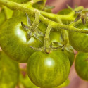 Graines de Tomate Green Zebra - Sans traitement - Vilmorin