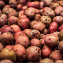 Plants de pomme de terre Chérie