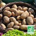 Plants de pomme de terre Gourmandine Bio