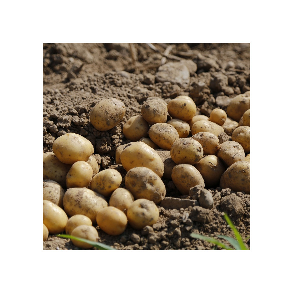 Plants de pomme de terre Griotte var. Jacky Plants de pomme de terre Griotte var. Jacky