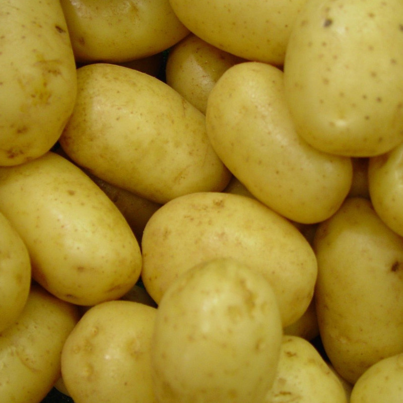 Plants de pomme de terre Michelle