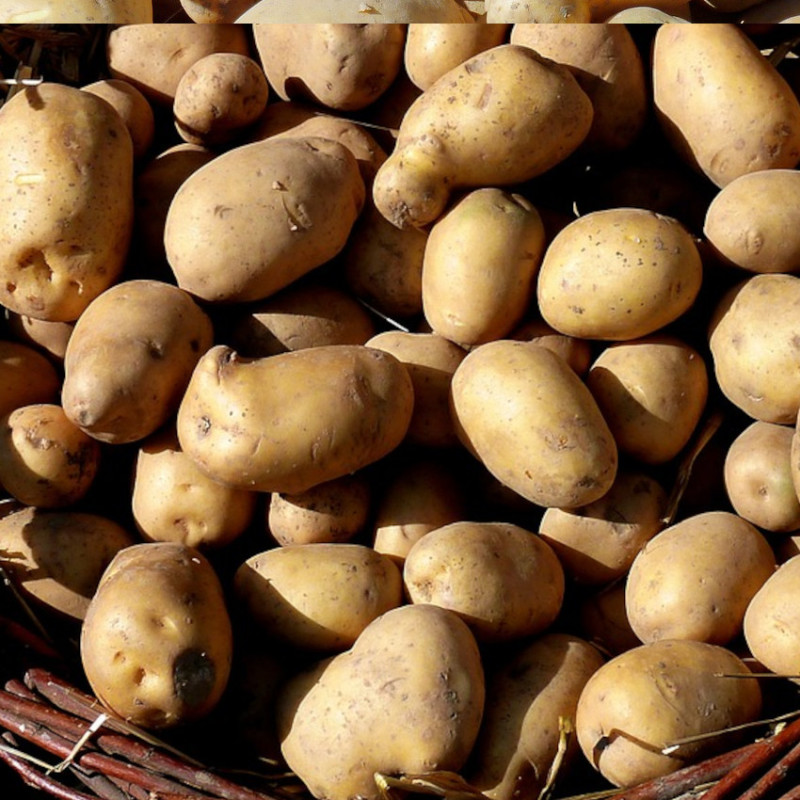 Plants de pomme de terre Pompadour