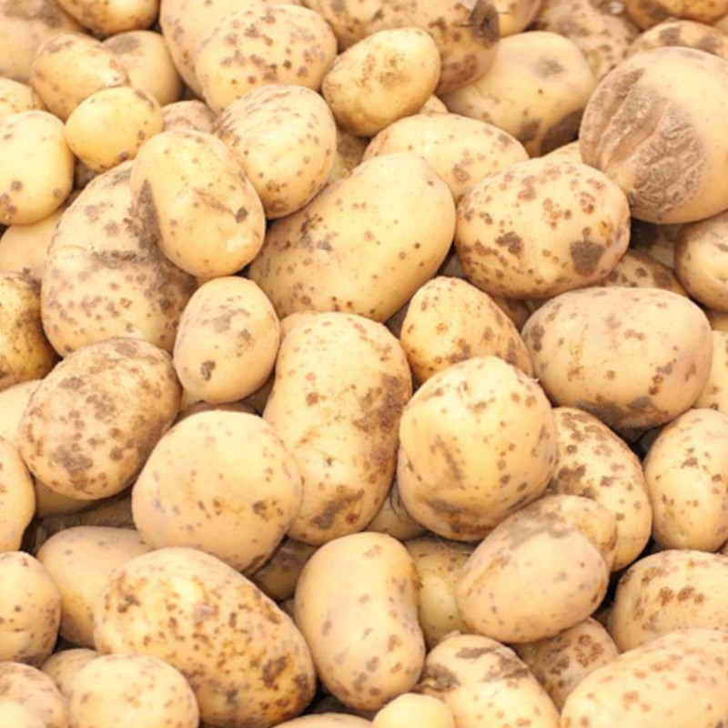 Plants de pomme de terre Ratte