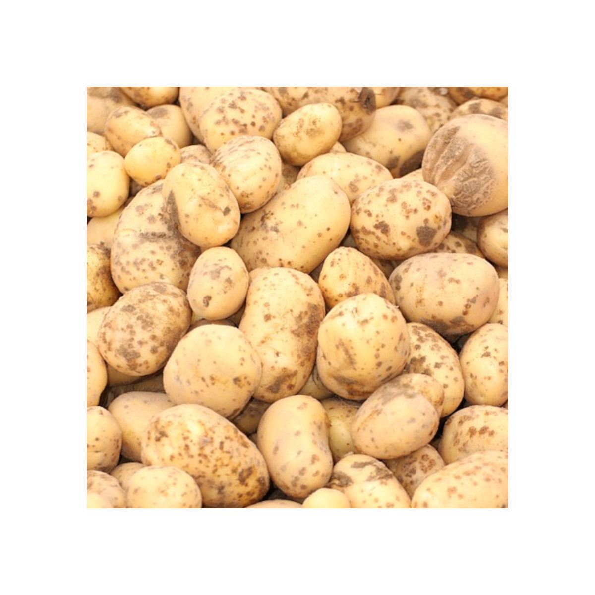 Plants de pomme de terre Ratte