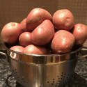 Plants de pomme de terre Roseval