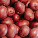 Plants de pomme de terre Stemster