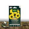 Graines de Tournesol Suntastic HF1 - Vilmorin