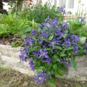 Clématite SAPHYRA® Indigo 'cleminov 51'