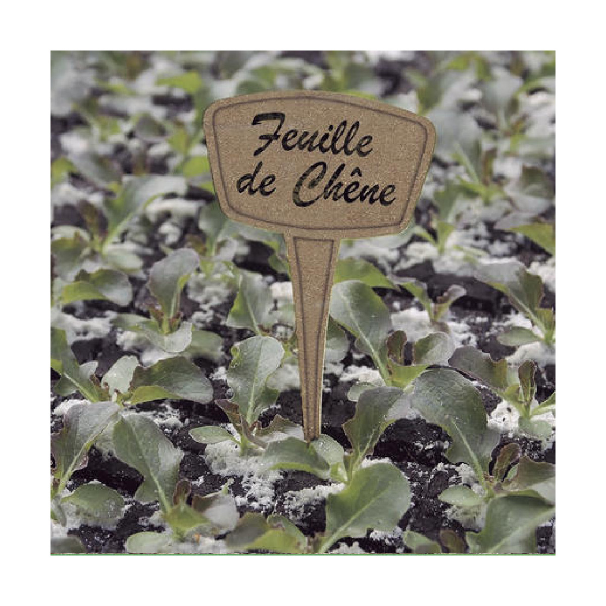 Étiquette à planter à base de Miscanthus - LABEL FIB 25  - Nortene