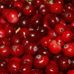 Canneberge à gros fruits, Airelles, Cranberry macrocarpon Stevens 