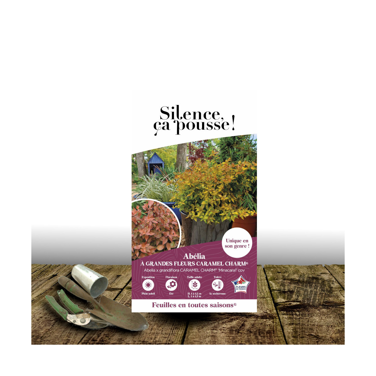 Abelia Caramel Charm® 'Minacara1' - SILENCE, ça pousse !