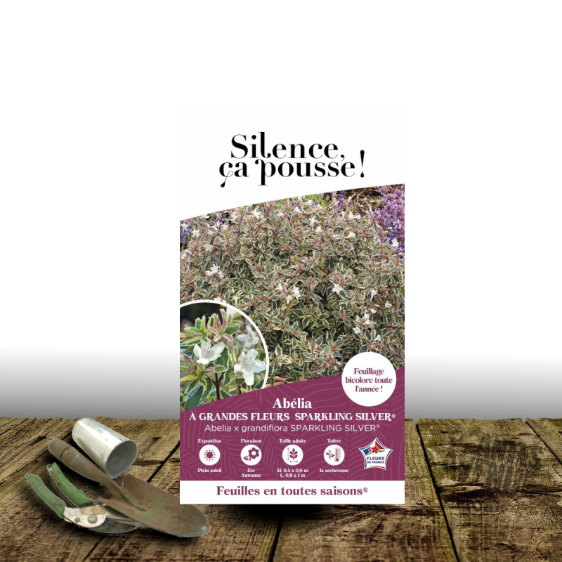 Abelia Sparkling Silver® - SILENCE, ça pousse !, Abélia panachée
